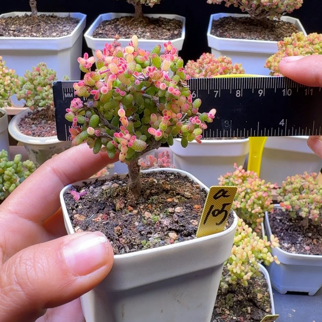 a105号糖球锦假飞机猪冠服6厘米左右