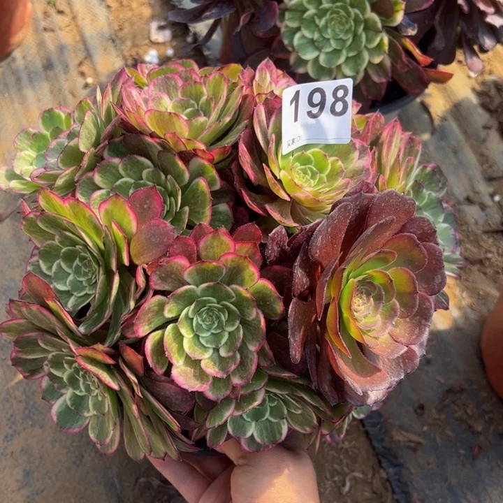 水墨画多肉植物198