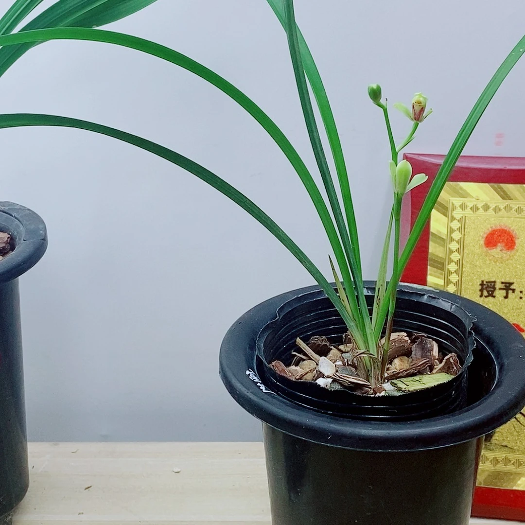 当前无花栽培后可以开花夏