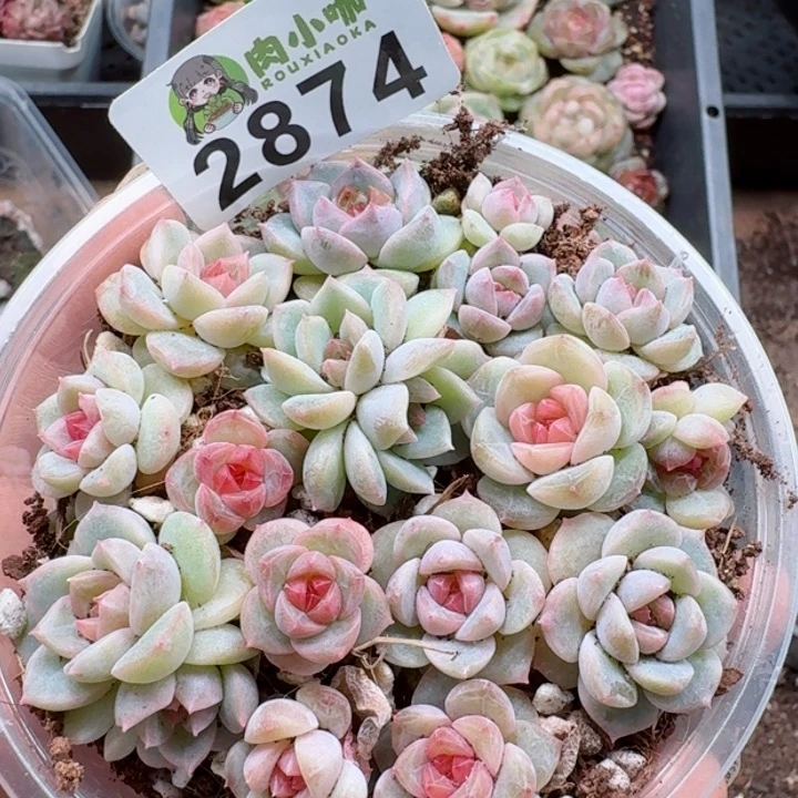 多肉植物多肉植物