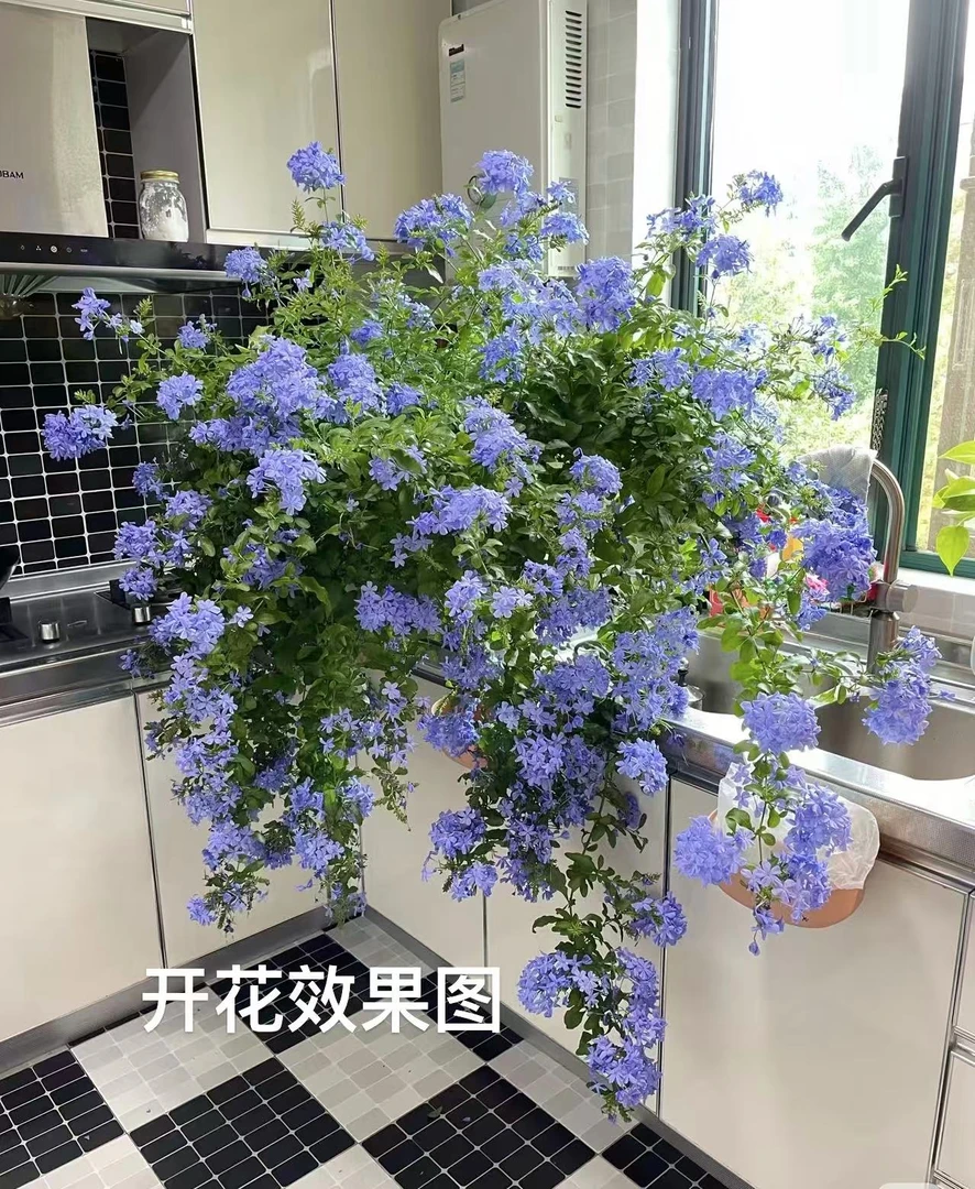 （蓝雪花）爆花盆栽花苗耐热好养庭院阳台四季开花半爬藤花卉