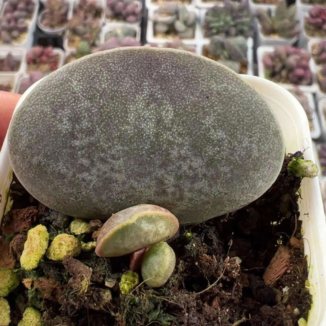 满斑花蛋大苗大母叶多肉植物