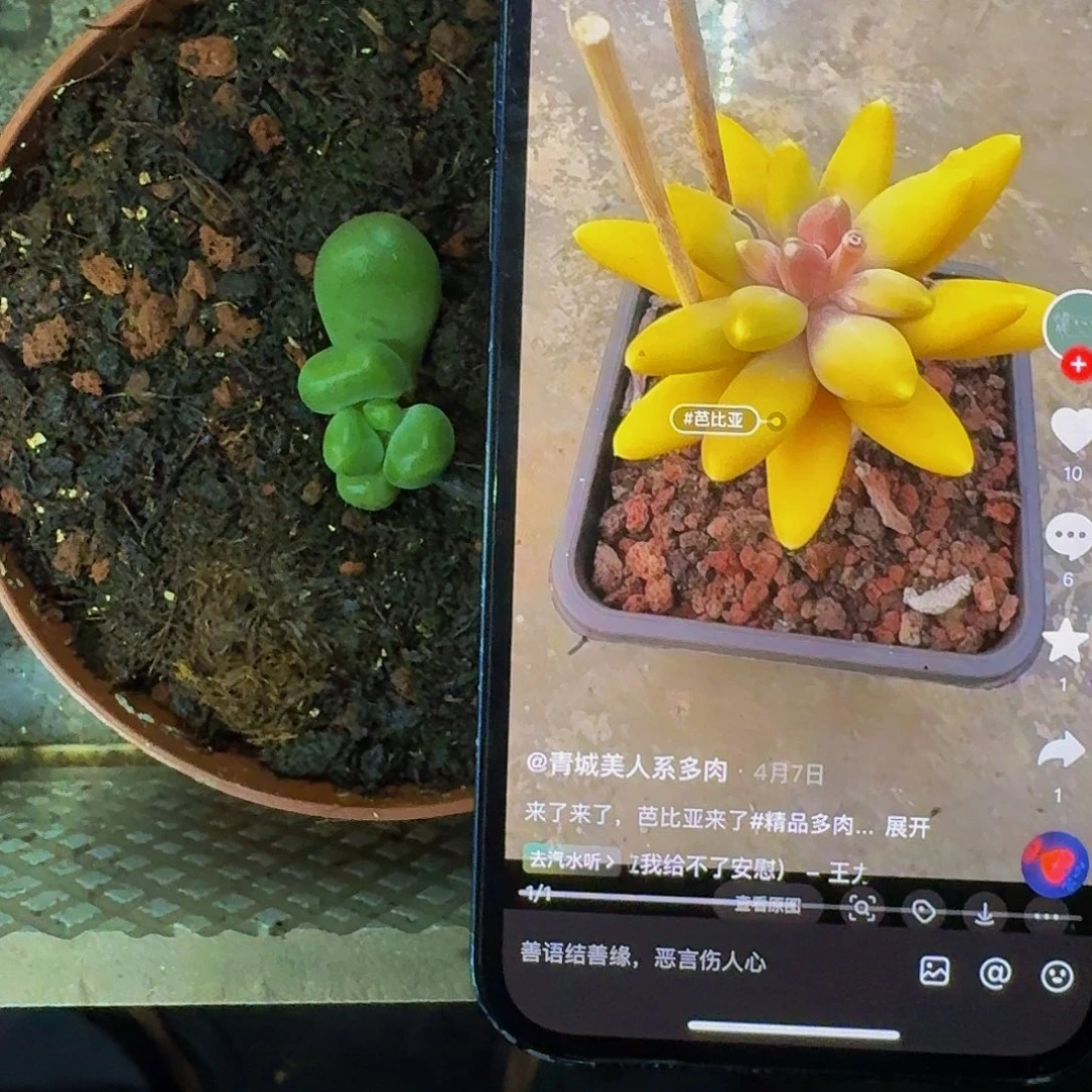 芭比亚 叶插 一物一拍