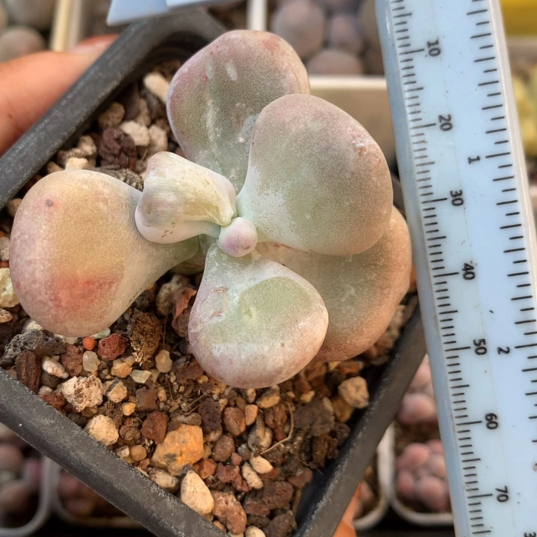 黄油油煎 小书肉奶酪多肉