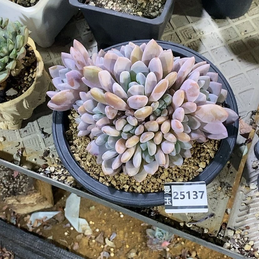 【闪购商品】邓*࿐果糖25137