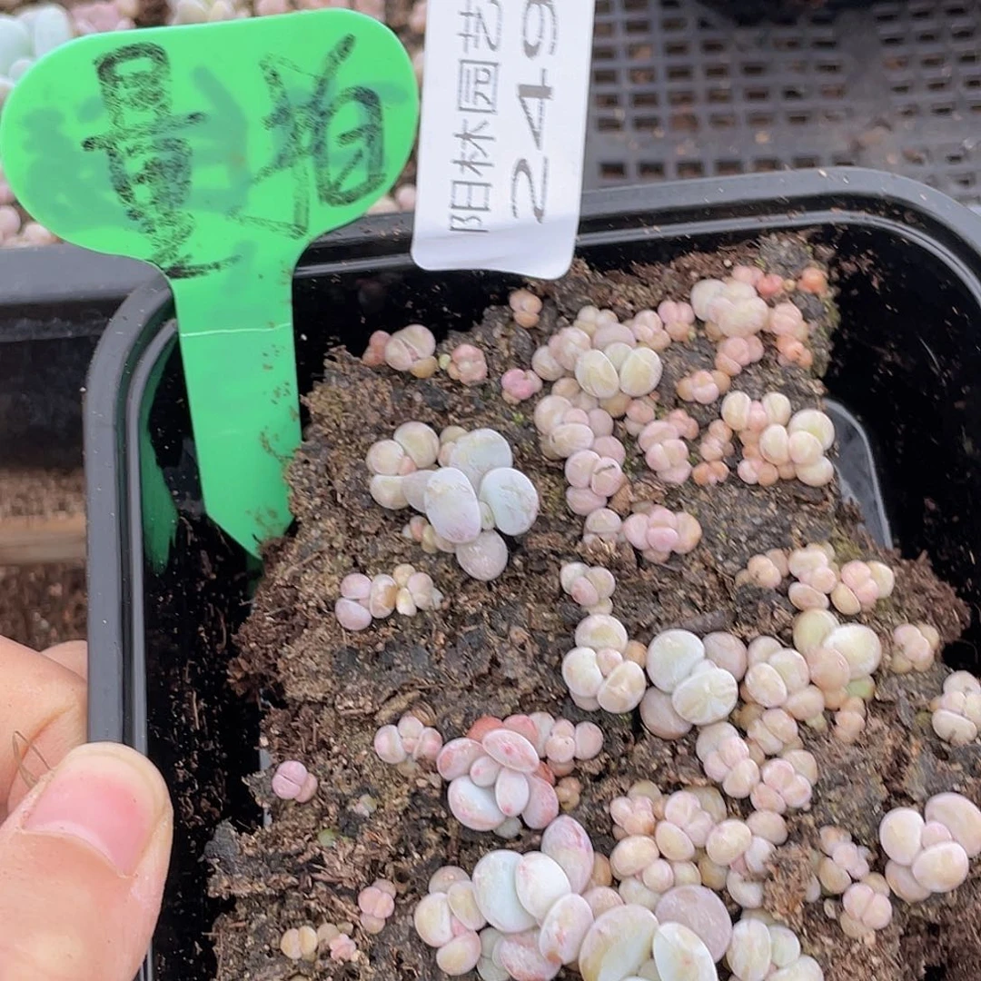 量拍多肉植物多肉植物249