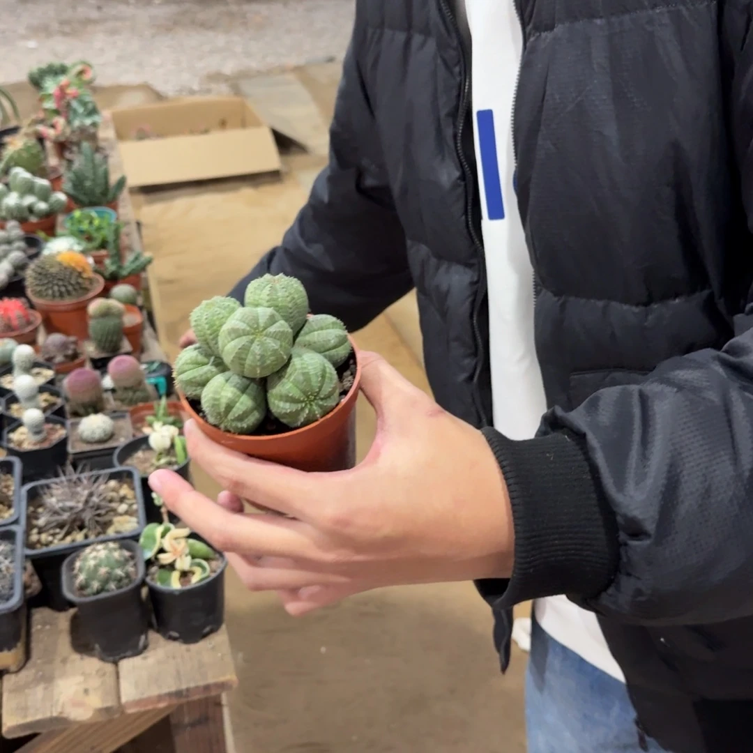 群生布纹球8-10cm带盆带土