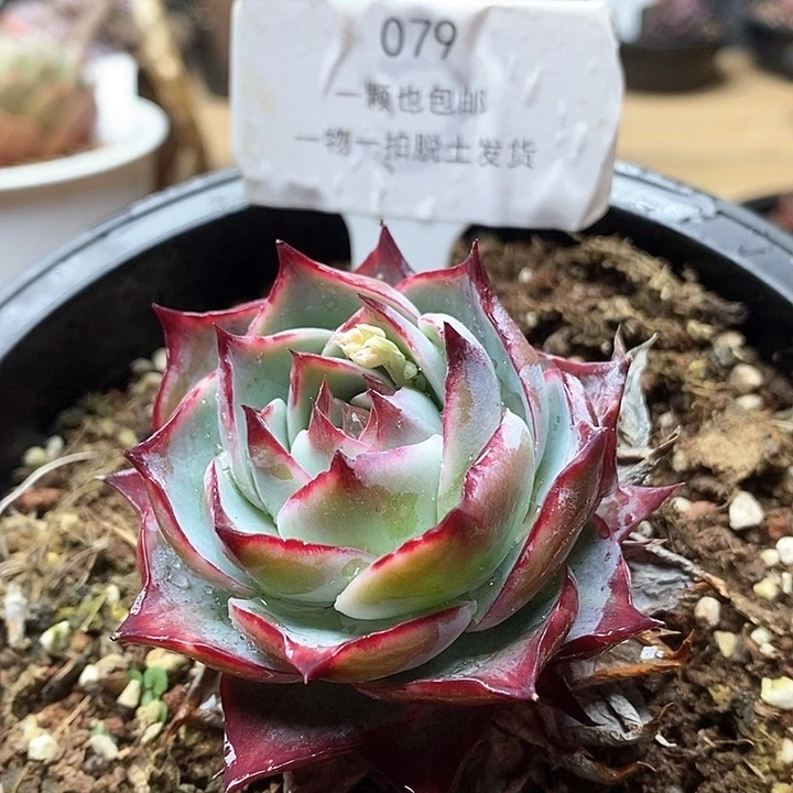 惊鸿仙子单头079