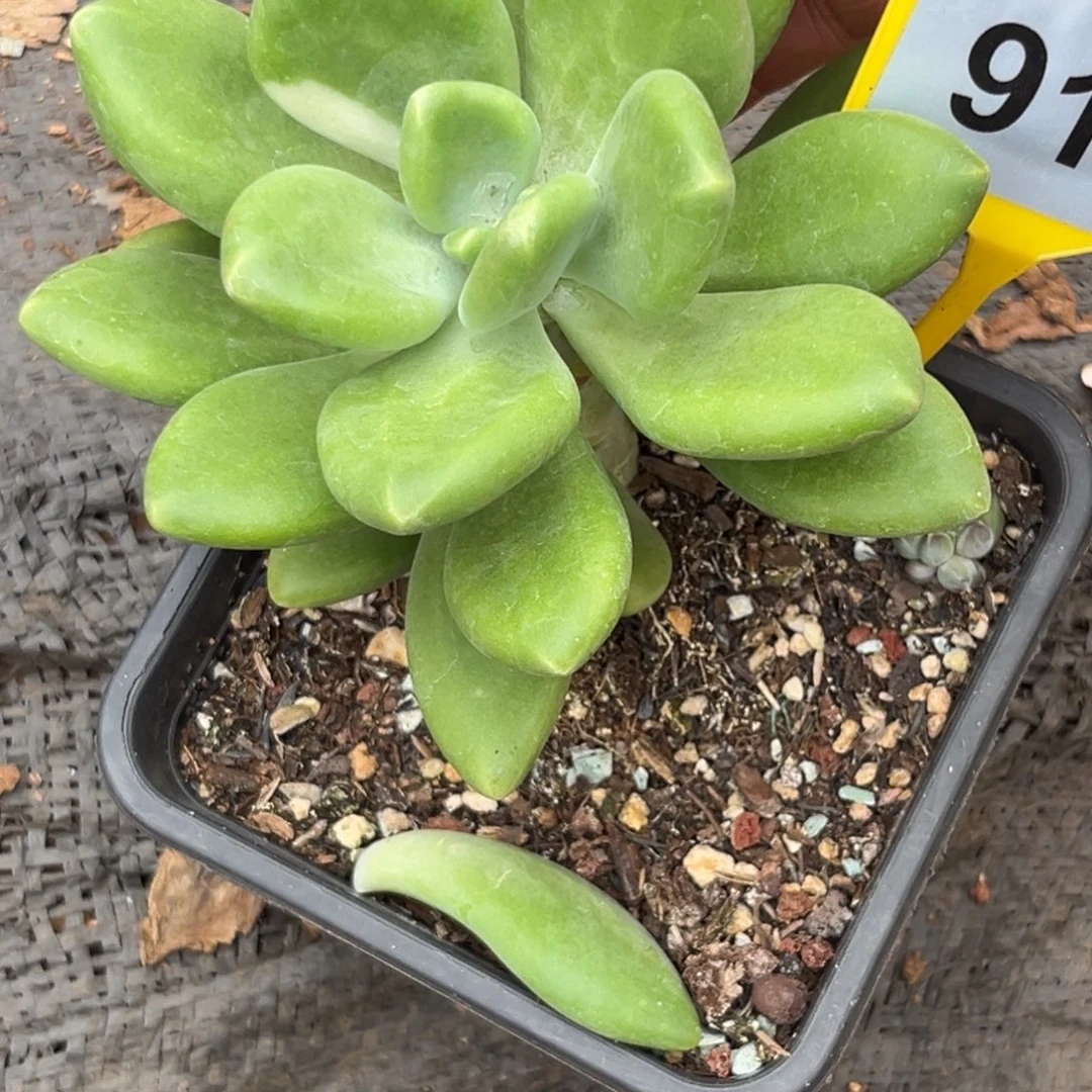 多肉植物芒果奶锦911