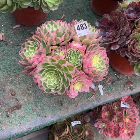 陈***483海王朵朵多肉，