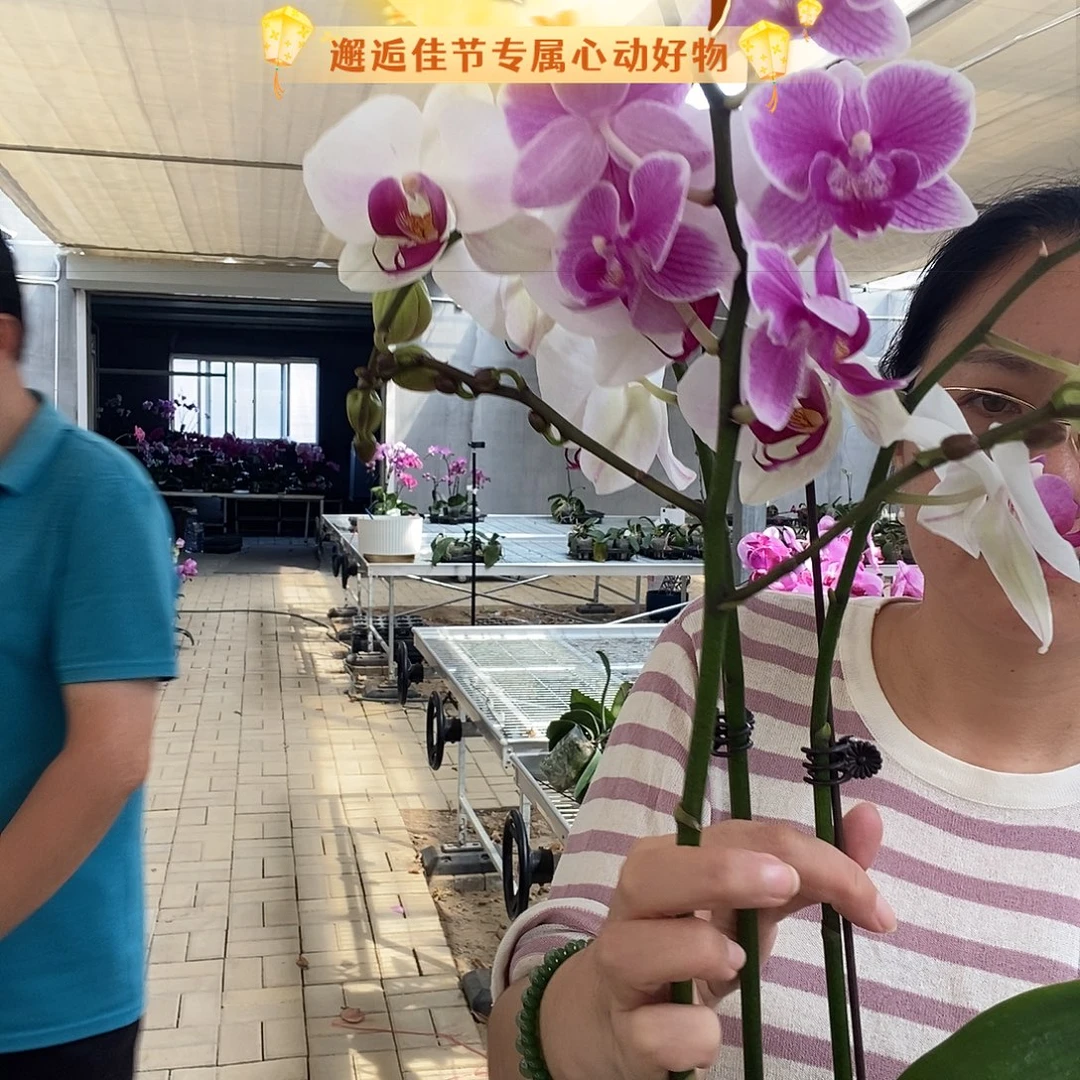 郭***兰完全开放白花紫心2箭，粉紫树叉2克组合