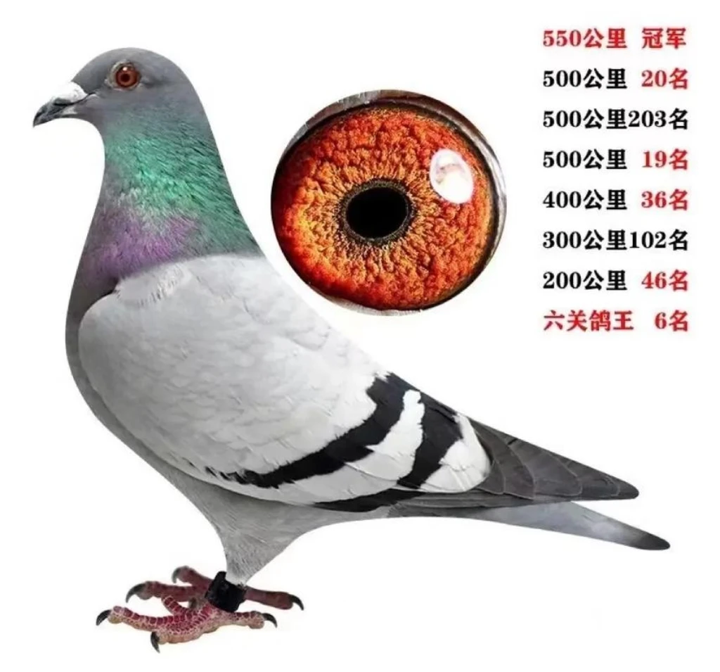 信鸽成绩鸽公棚鸽圆环鸽