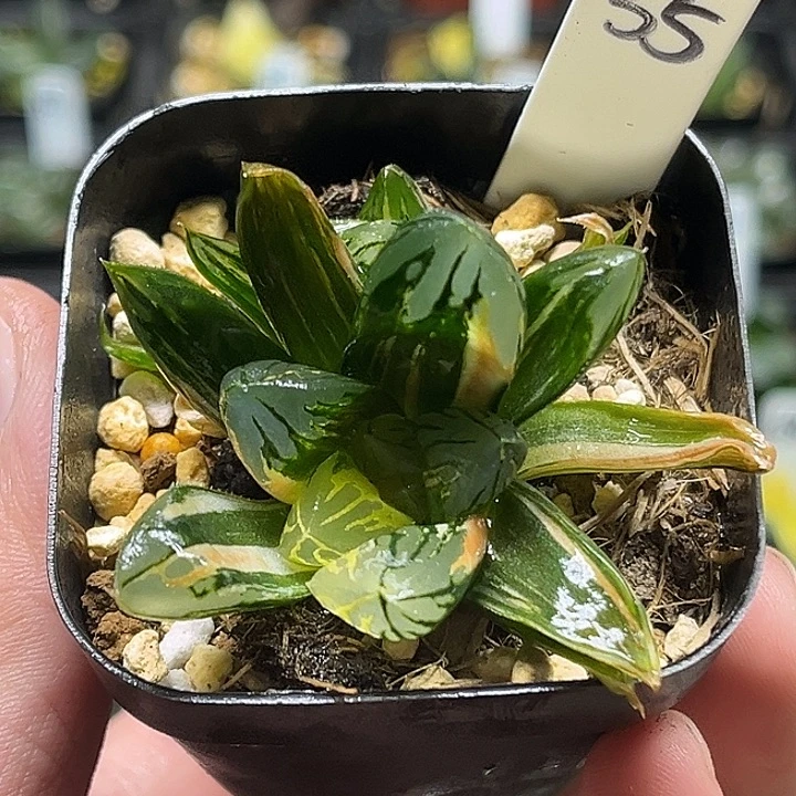 35双头花水晶玉露锦