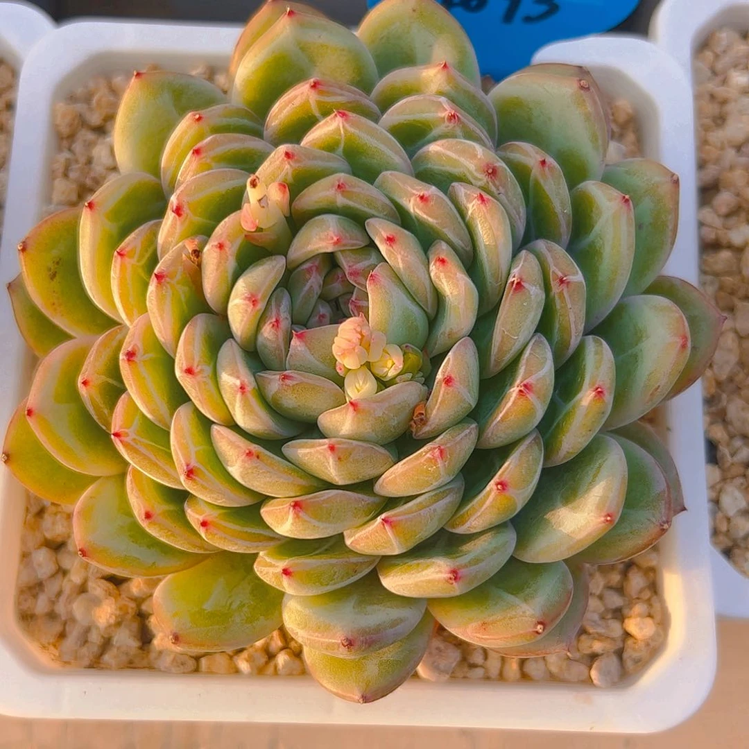 以*雪花珍妮4093号