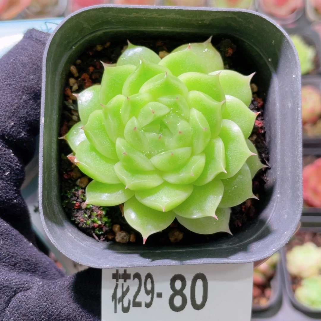 花利美29-80麦秆单头