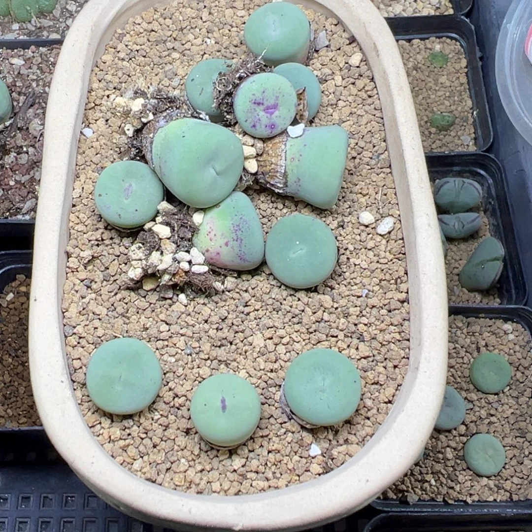 量拍紫皮大红嘴一颗