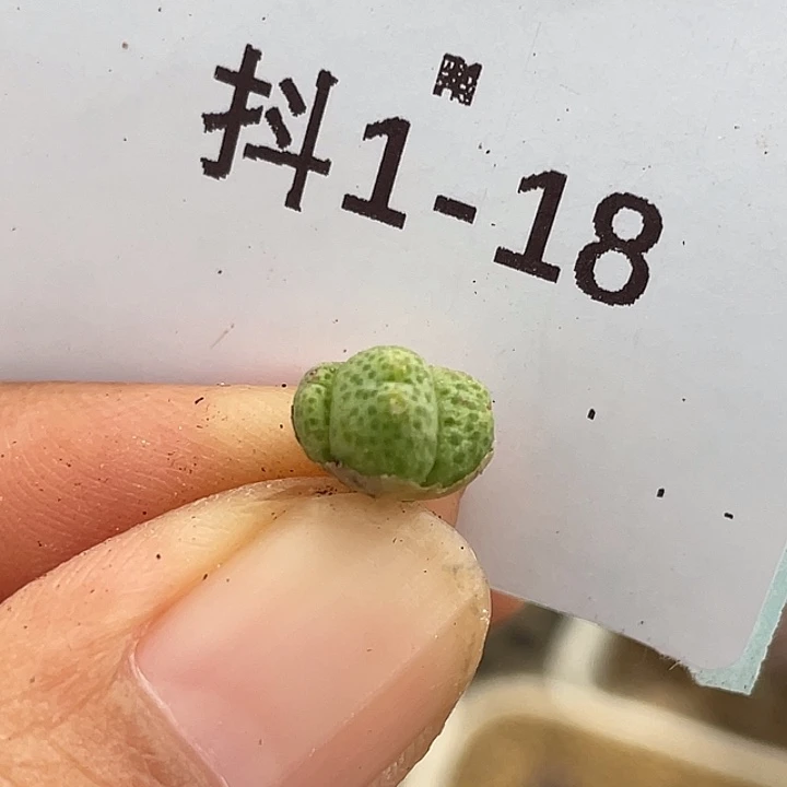 1-18草莓斑马多肉之物