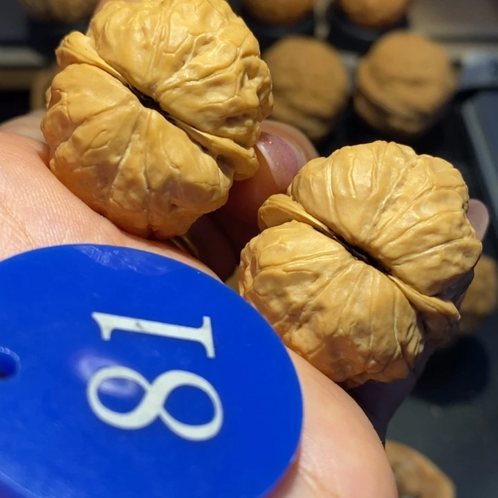 核桃荷叶金蟾尺寸35
