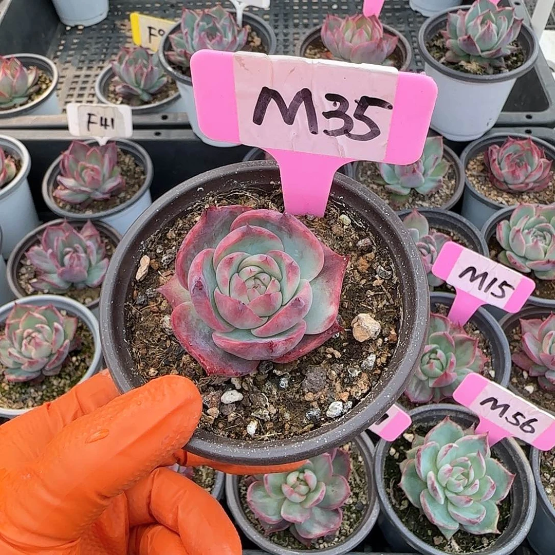 爱****菇M35惊鸿单头多肉