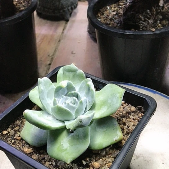 匍匐拇指仙女杯杯