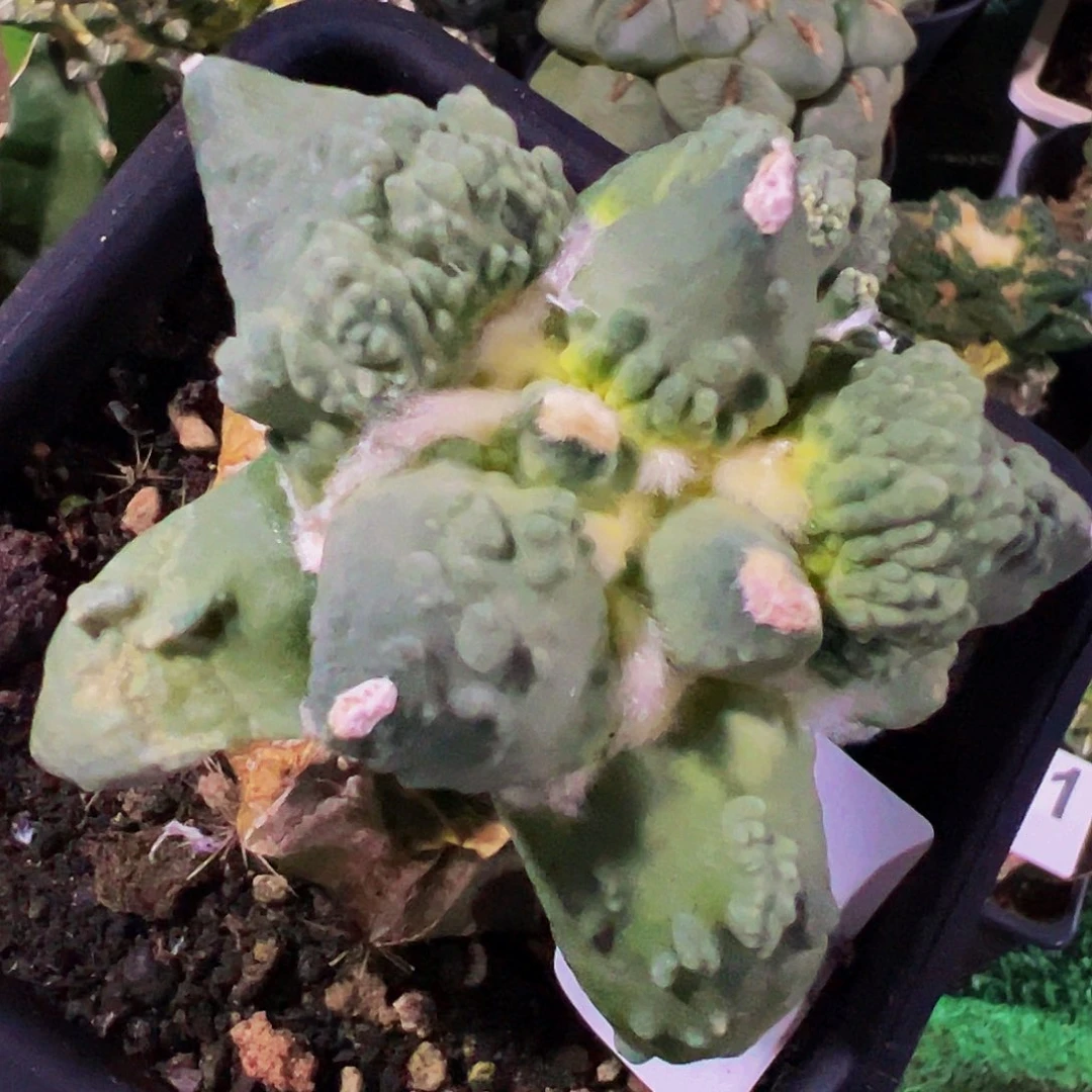 雪***使无花朵福利怒涛牡丹草球缺水845
