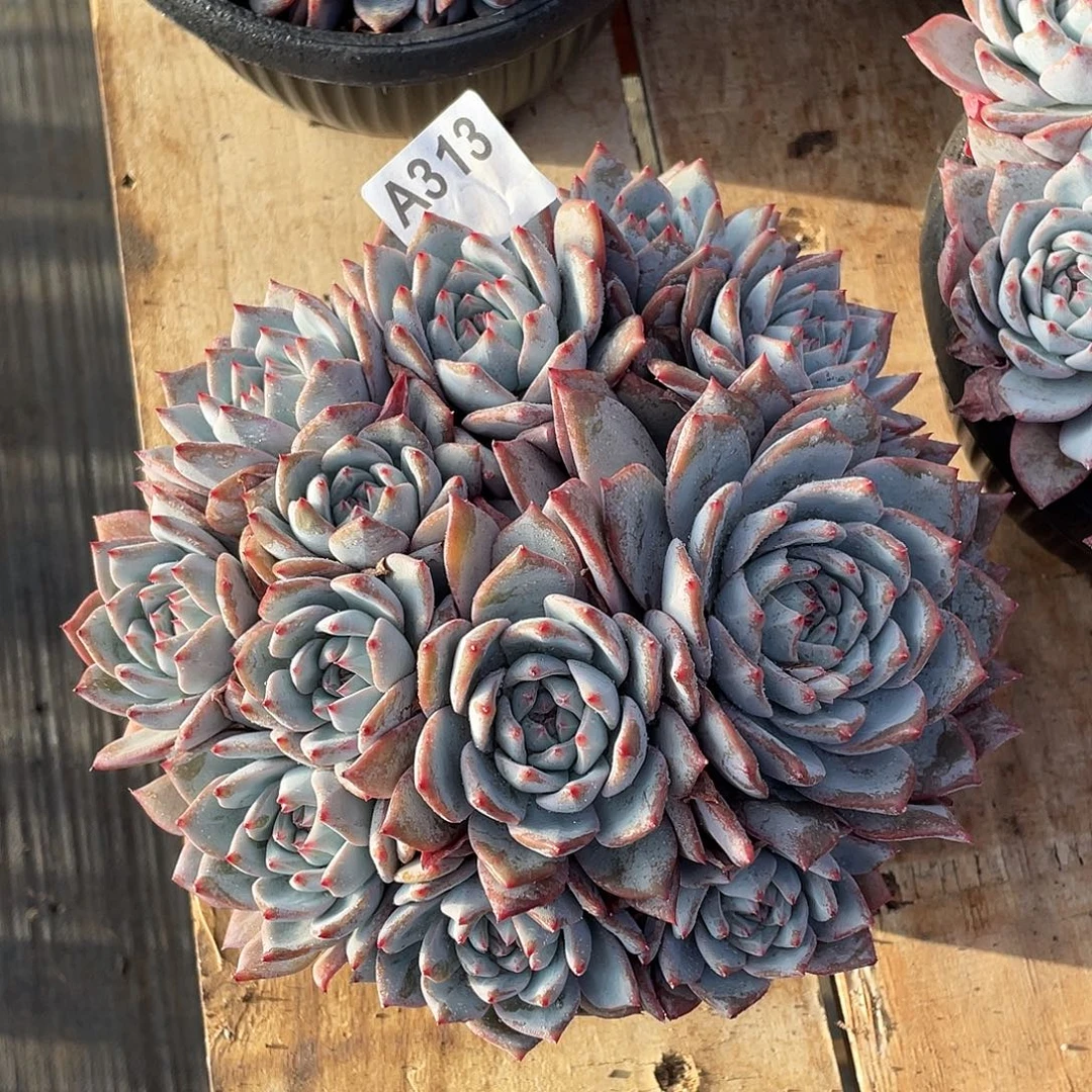 313多肉植物12个头