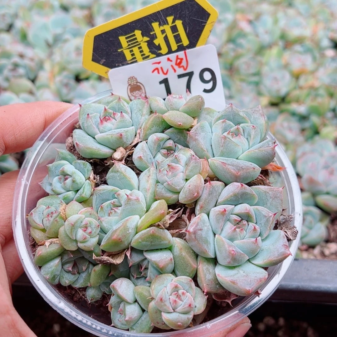 多肉植物多肉植物
