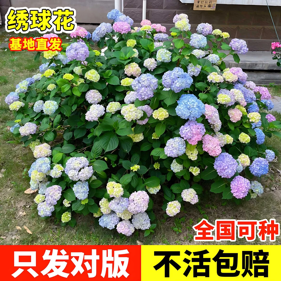 绣球花苗盆栽室内外花卉鲜花植物带花大苗无尽夏阳台庭院好养易活
