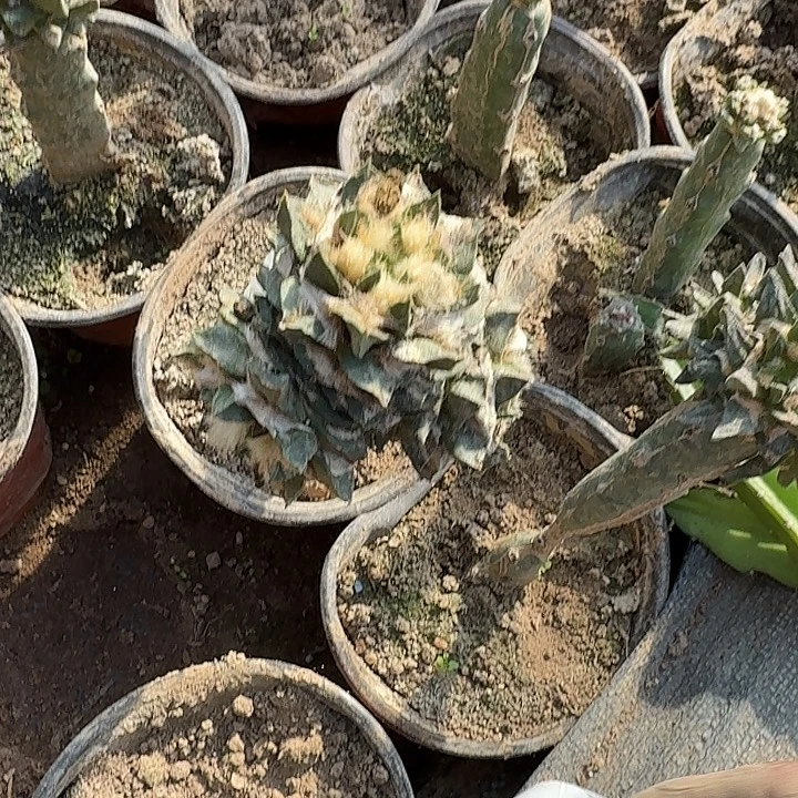 龙角牡丹三脚架姐0264