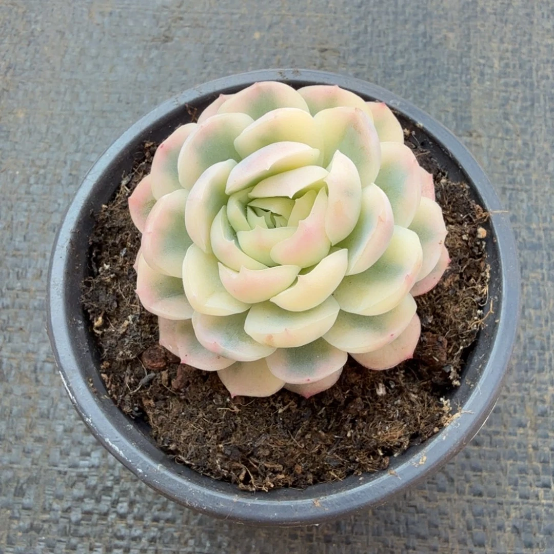 五****贝瑞锦锦上园艺一物一拍