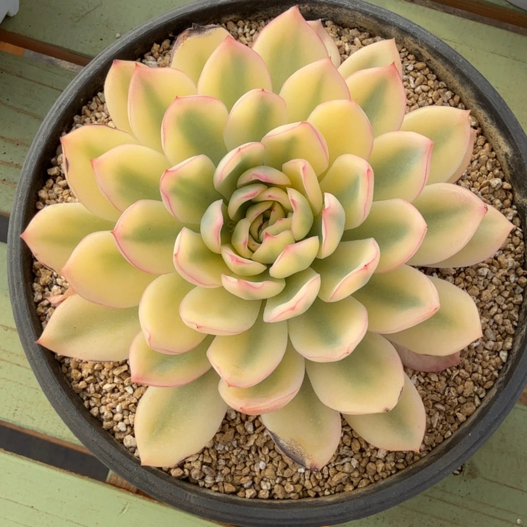 雨燕座锦锦上园艺一物一拍