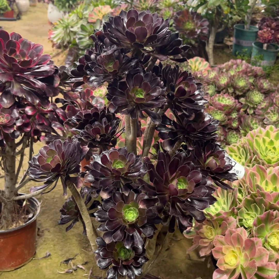 697黑法师多肉植物法师