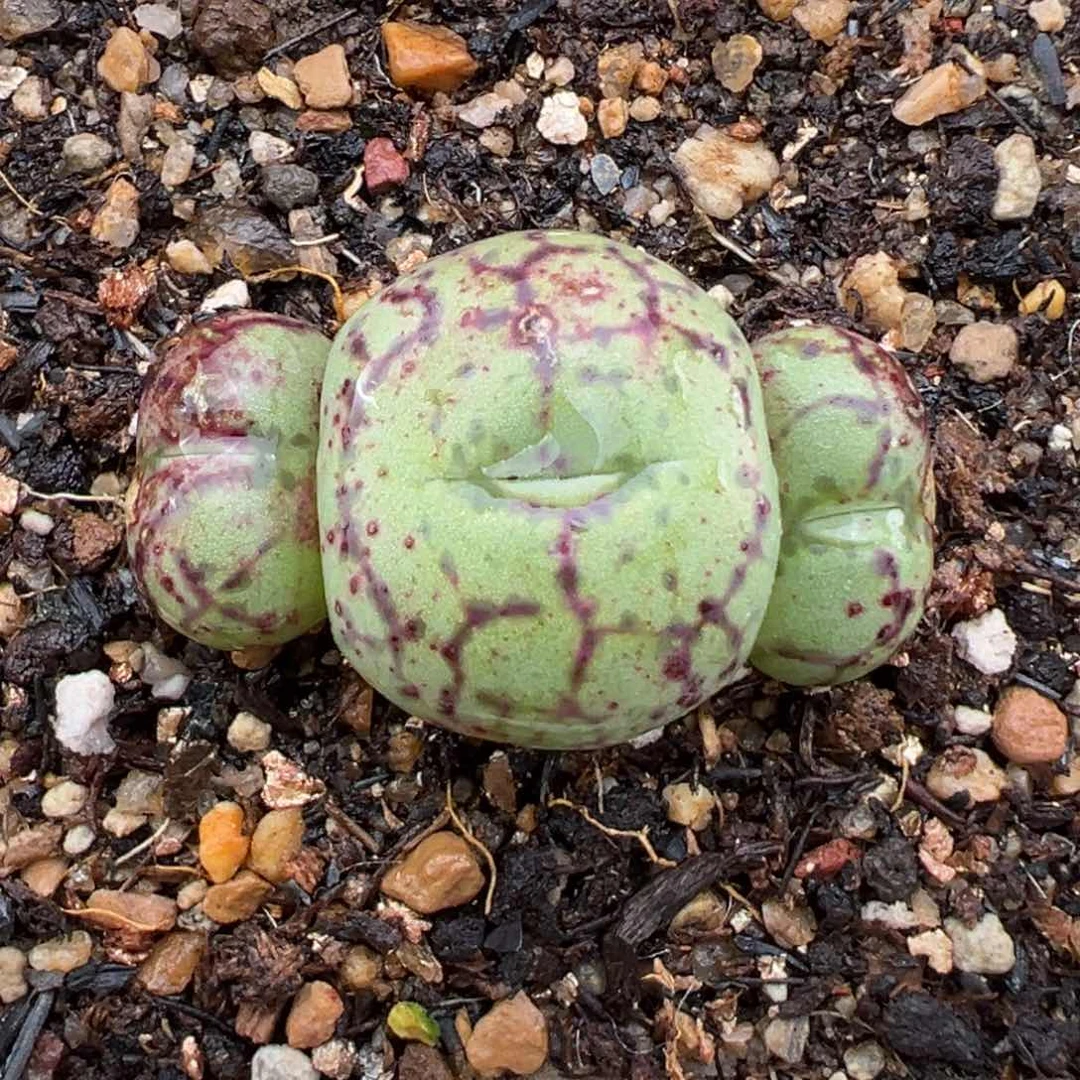 2.7好看的多肉772