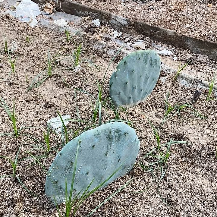 小***儿12号拍品。