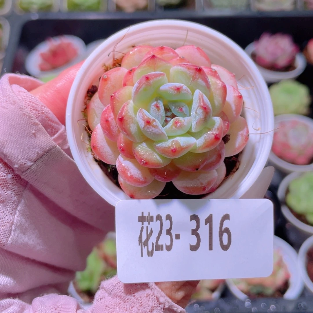 花利美23-316雪颜玉
