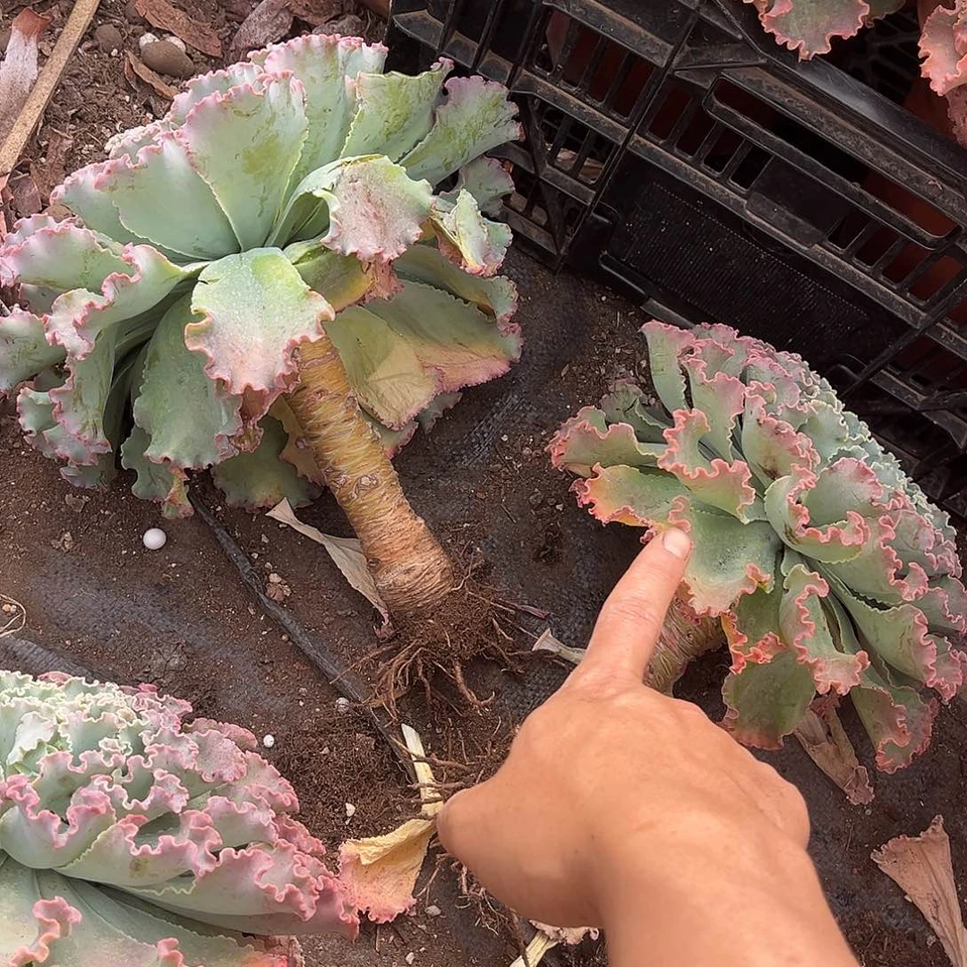 蓝弧9.99多肉植物