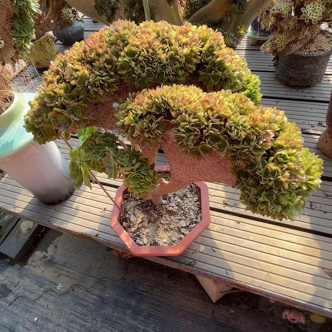 【闪购商品】全部花朵万圣节