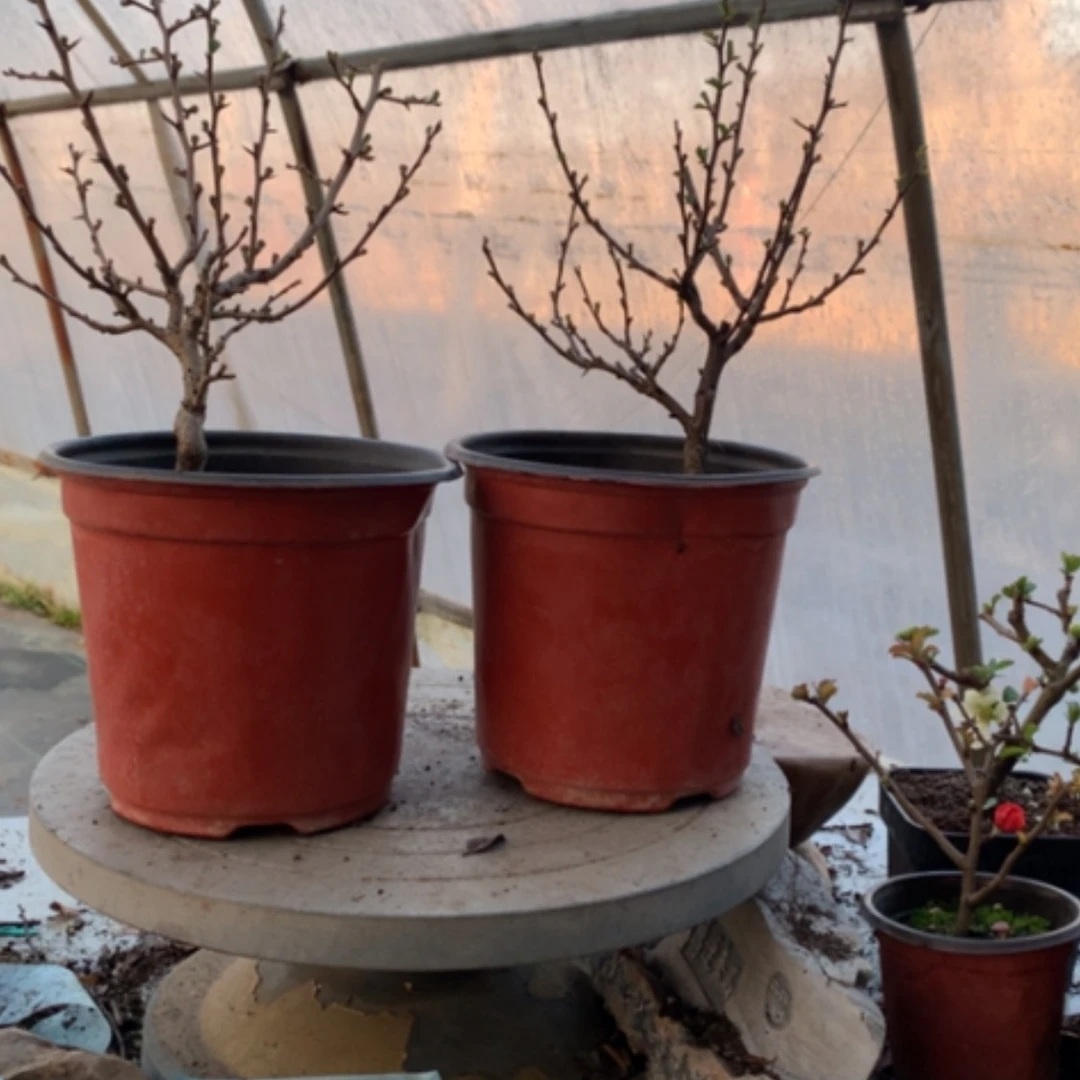 【闪购商品】彩*，嫁接