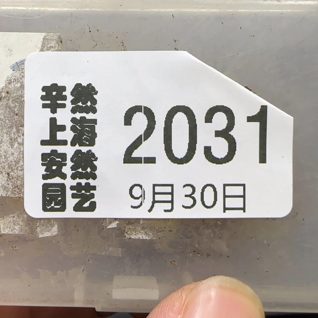 阿***79.30。  红窗菊。   2031