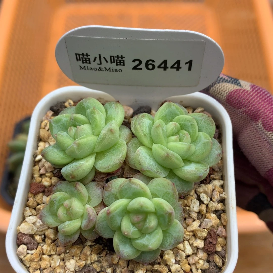 多肉植物白玉珍妮