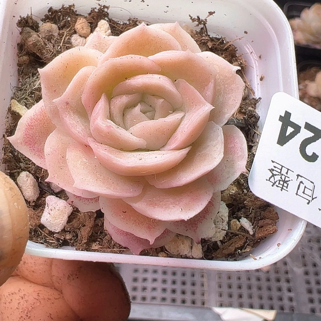 小卡拉米糖心一物一拍14-224