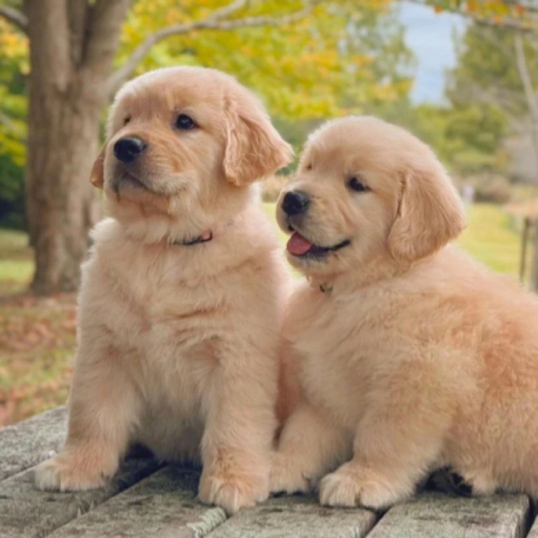 二狗宠物狗狗幼犬