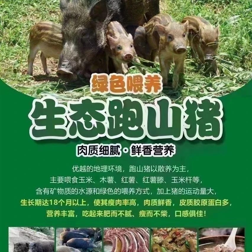 【现场称重】正宗散养吃草一年半黑土猪跑山猪京东冷链速冻发货