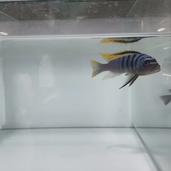 海水野生伦度费恩下播福利