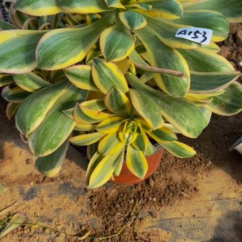 ？***？灿烂会黑斑多肉153多肉