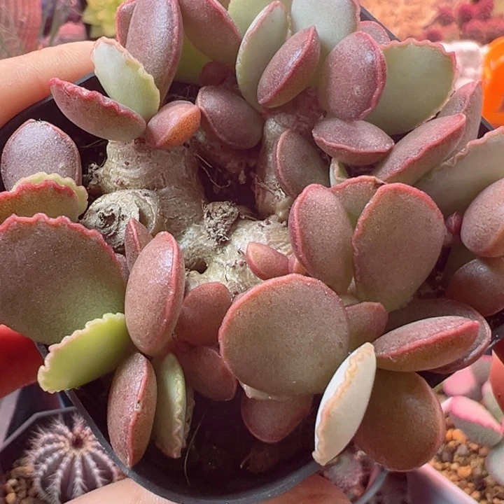 懒*孩好想和她谈一下这个恋爱呢