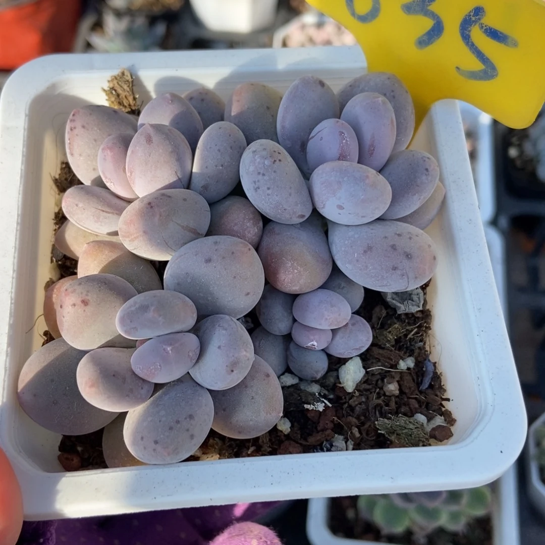 635烟美人多肉植物