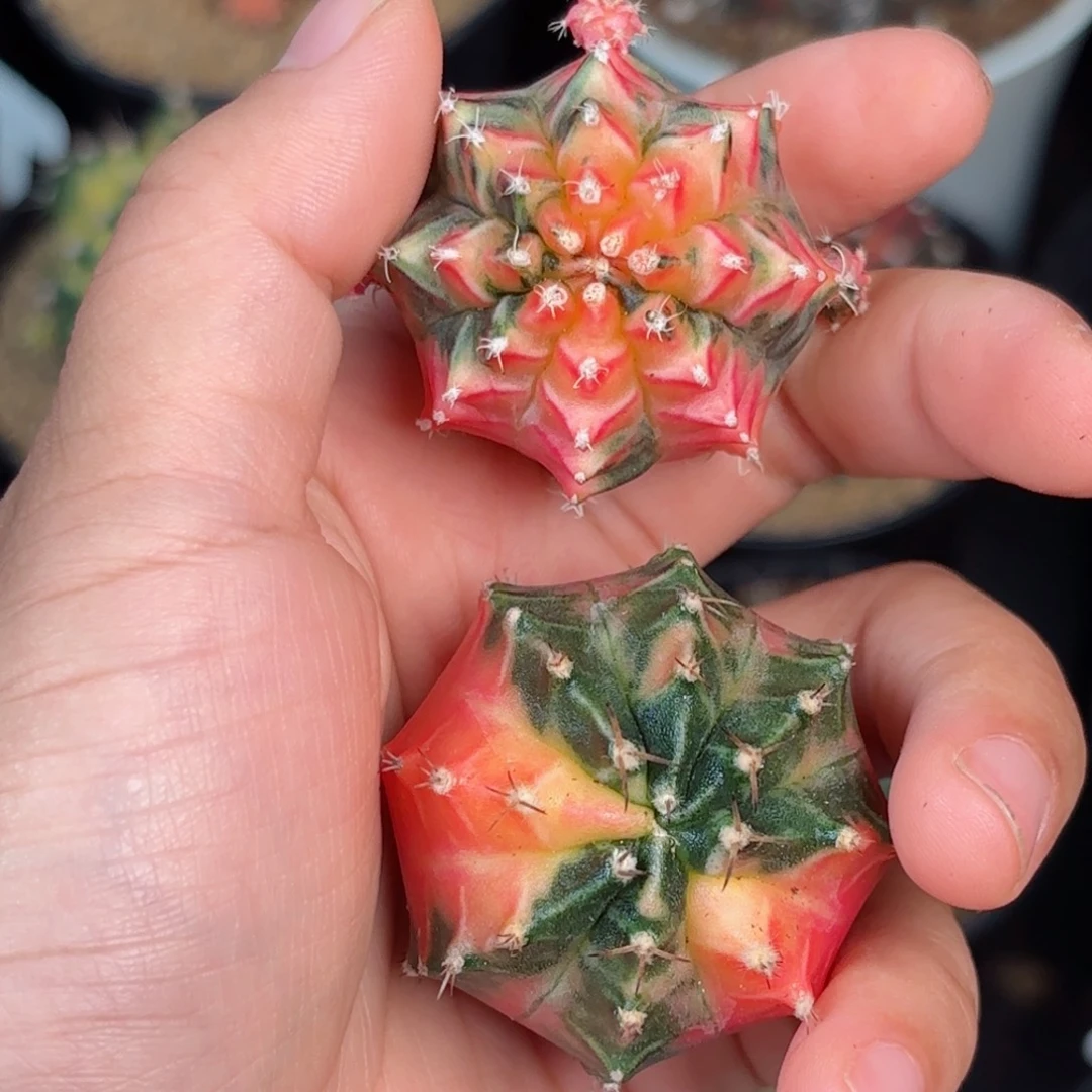 暧***)泰系新花友福利仙人球组合1