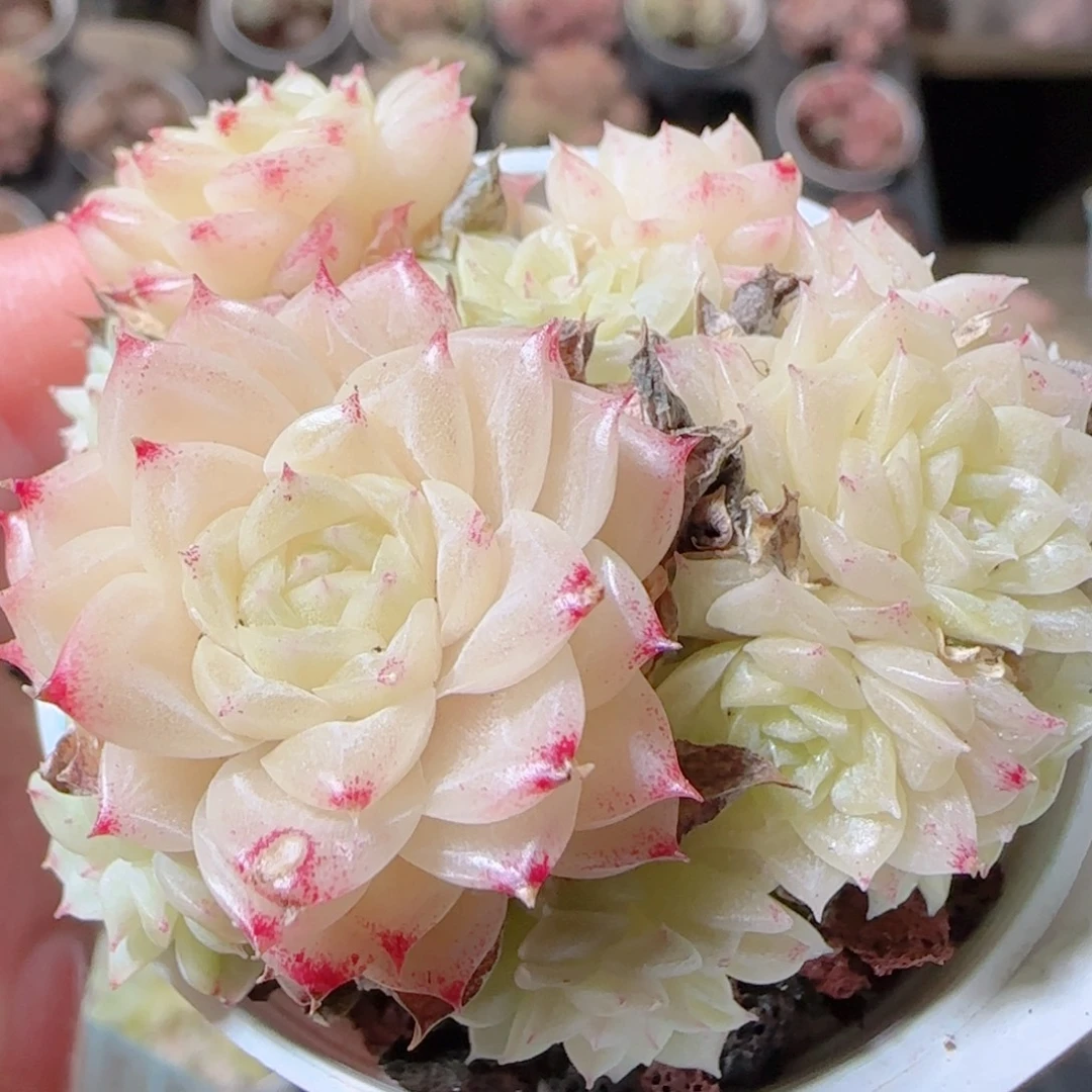 花语多肉1213-44散