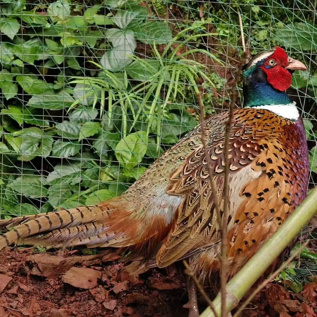 (两公一母)易大师专属农家散养七彩山鸡整鸡可观赏可食用包邮